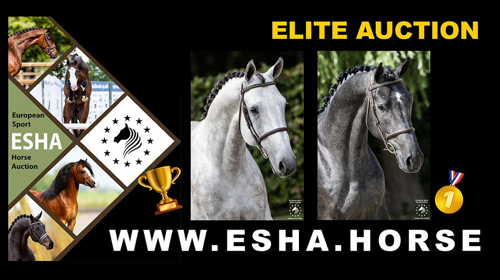 show jumping horse auction
